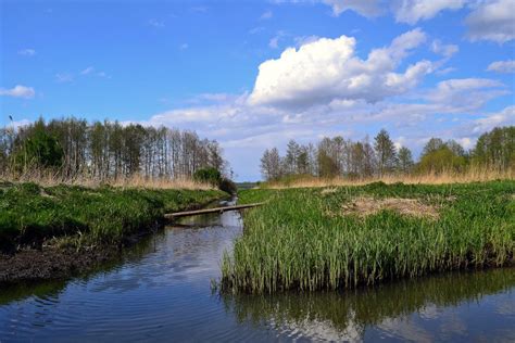 Free Images Landscape Tree Forest Marsh Wilderness Meadow Lake