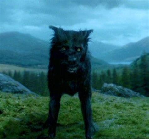 Padfoot Sirius Black Iii Also Known As Padfoot And Snuffles In His