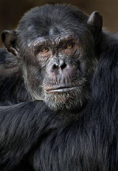 Carles Just Mabuse Profile 500px Affenpinscher Dog Chimpanzee