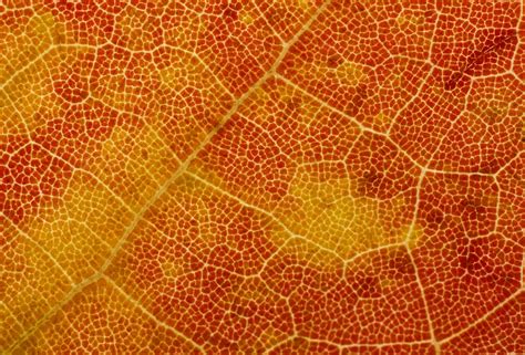 Texture 005 Fall Leaf By Endprocess83 On Deviantart