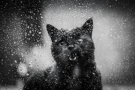 The Mysterious Lives Of Cats Captured In Black And White