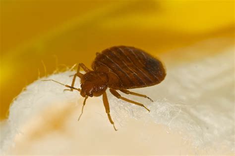 Dont Let The Bedbugs Bite Nashville Tennessee Us Pest Protection