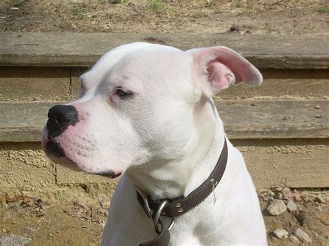 Thanks to my friends john d. 5 Different Types of American Bulldogs (with Pictures)