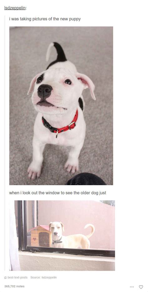 24 Dog Posts On Tumblr That Are Impossible Not To Laugh At Funny