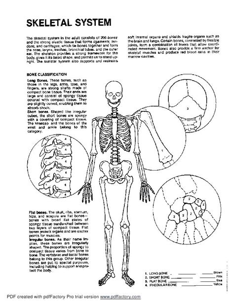 Skeleton Coloring Pages Anatomy At Free Printable