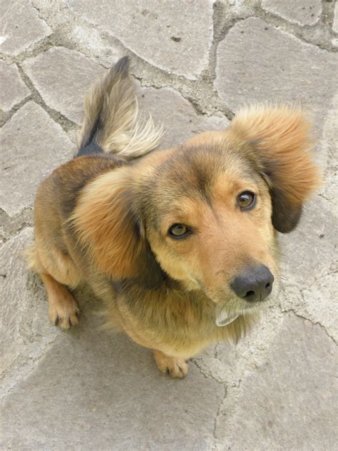 Fotos Gratis Perrito Linda Retrato Cabeza Vertebrado Raza Canina