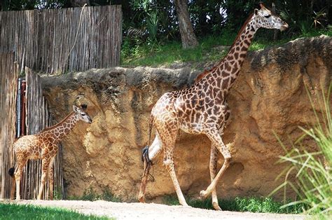 Disney Parks Blog Fans Choose Mosi As Name For First Masai Giraffe