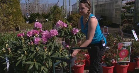 To Garden Or Not To Garden This May Long Weekend Saskatoon