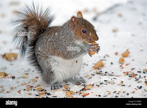 Eastern Gray Squirrel Eating Peanut Stock Photo Alamy