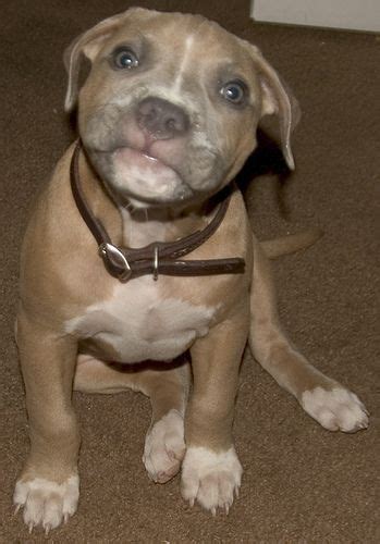Hes Practicing His Pittie Grin At A Young Age Pitbull Pictures