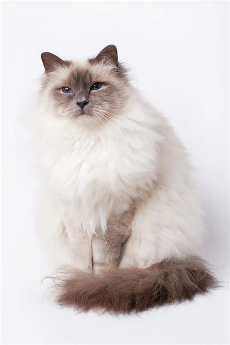 Sacred Birman Cat With Blue Eyes By Mariar Cat With Blue Eyes Birman