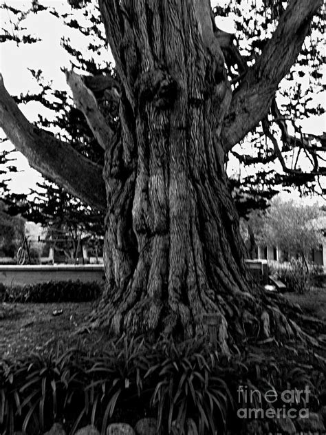 Ancient Old Tree Trunk Photograph By Charlene Adler Fine Art America