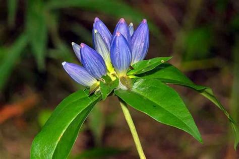 11 Native Blue Flowers For The Garden Gardeners Path