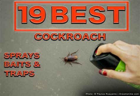 German Cockroaches Infestation Prevention Control Tips My Xxx Hot Girl