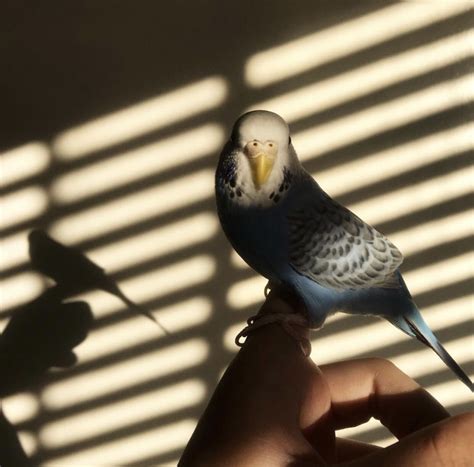 Golden Beige Parakeet Aesthetic Fancy Parakeet Parakeet Colors