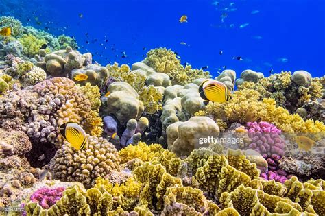 Colorful Coral Reef On Red Sea Nearby Marsa Alam High Res Stock Photo