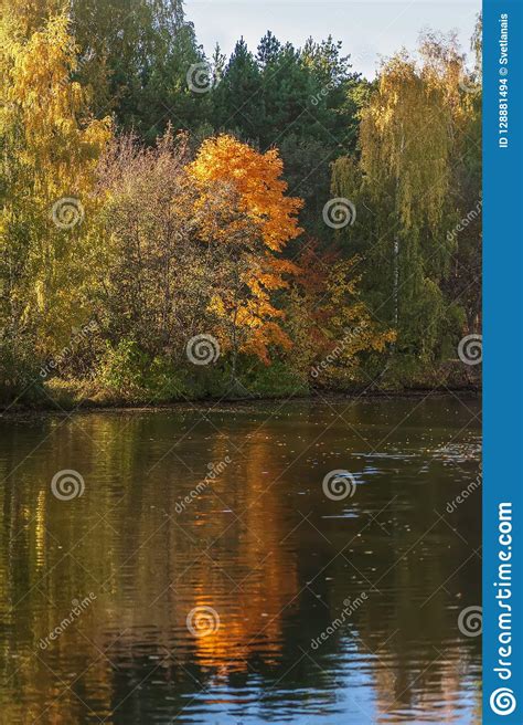 Autumn Landscape Colorful Vivid Foliage Of Trees Sunny Day