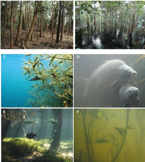 Example Of Floodplain Forests Flooded Forests In The Amazon Basin