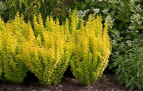 Tall Shrubs For Narrow Areas Gates And Associates