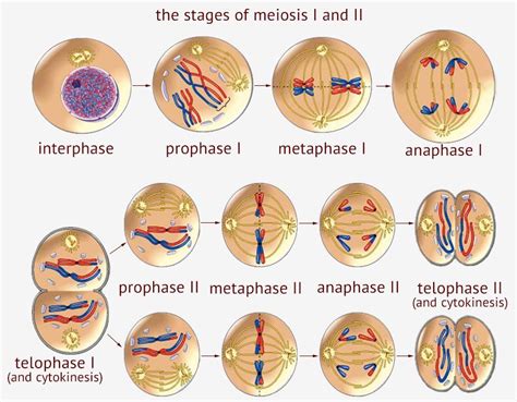 Meiosis Phases Imobile Cool