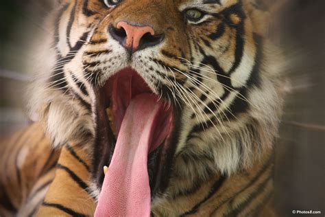 Tiger Open Mouth