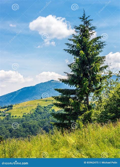 Spruce Tree On A Mountain Hill Side Stock Image Image Of Conifer