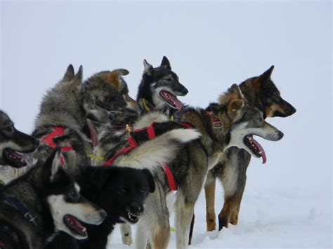 Anchorage Dog Sledding Tours Greatland Adventures