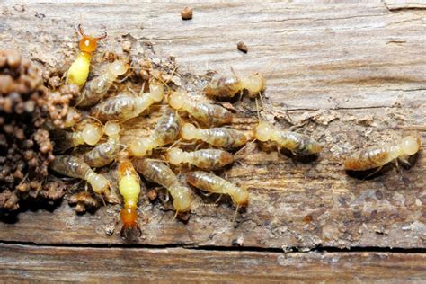 How To Get Rid Of Termites Naturally Dengarden