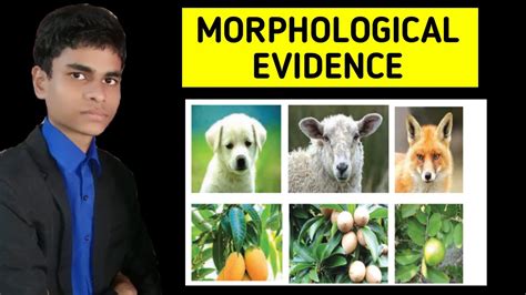 Morphological Evidence Evidences Of Evolution Full Explanation