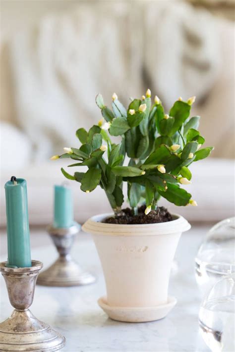 Easter Cactus Tips On How To Grow And Care For A Tropical Houseplant