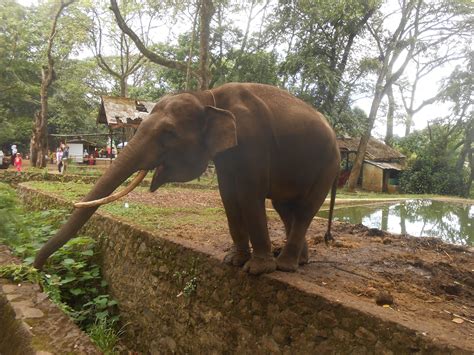 Berbagi Gambar Gajah Asia