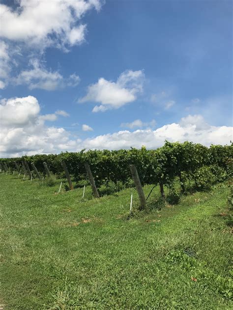Vines At Barren Ridge Vineyards Located In Fishersville Virginia