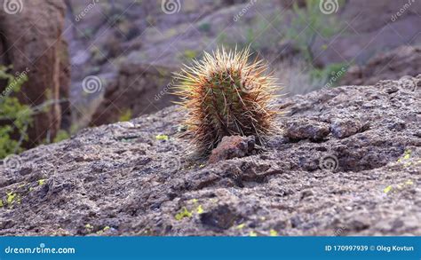 Arizona Cacti Engelmann S Hedgehog Cactus Echinocereus Engelmannii