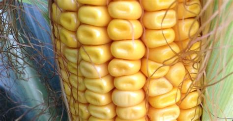Nebraska Corn Kernels Why So Hot