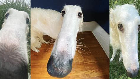 Borzoi Long Nose Dog Know Your Meme