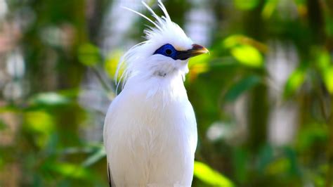 White Beautiful Bird Image