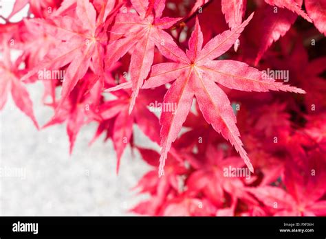 Japanese Maple Leaves Over White Background Stock Photo Alamy