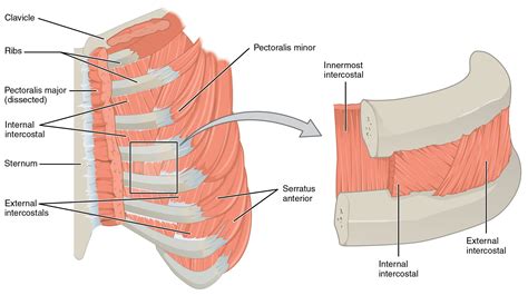 The rectus abdominis helps when we exhale while breathing. The Intercostal Muscles of the Ribcage