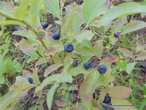 Foraging And Preserving Huckleberries