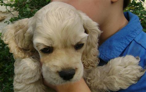 A rare opportunity to own a very well bred working cocker spaniel male pup,golden in colour. American Cocker Spaniel Puppies For Sale | San Antonio, TX ...