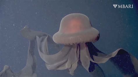 Giant Deep Sea Jellyfish