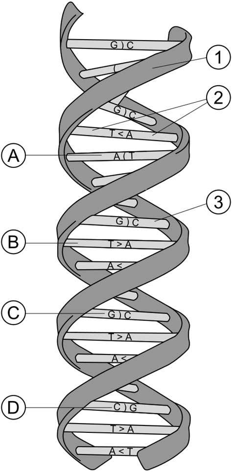 Each of these chains is also helical in nature. File:DNA structure and bases.svg - Wikimedia Commons