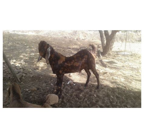 Brown Sirohi Male Goat Meat Kurbani Goats At Rs 15000piece In Nagaur Id 21247160548