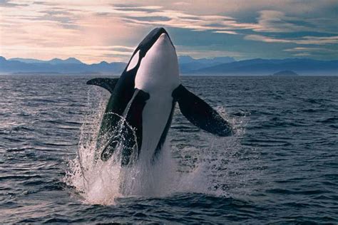Orcas Orcinus Orca New Scientist
