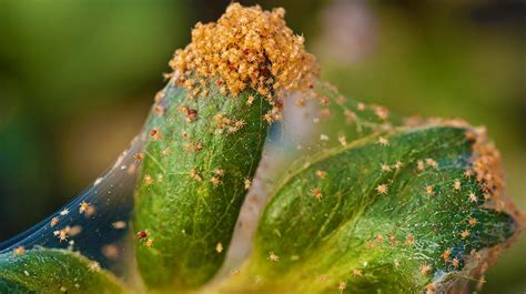 How To Get Rid Of Red Spider Mites In Simple Steps Garden Season