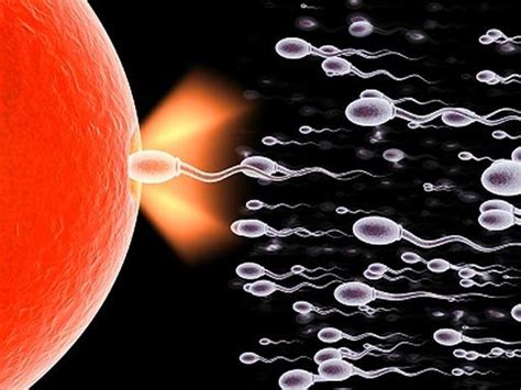 Sperm Vs Semen Sperm 15 Crazy Things You Should Know Pictures