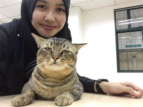 Help subang 2 campus, damansara height campus, help college of arts and technology (help cat). Cat Walks Into University Lecture, Does What Every Student ...