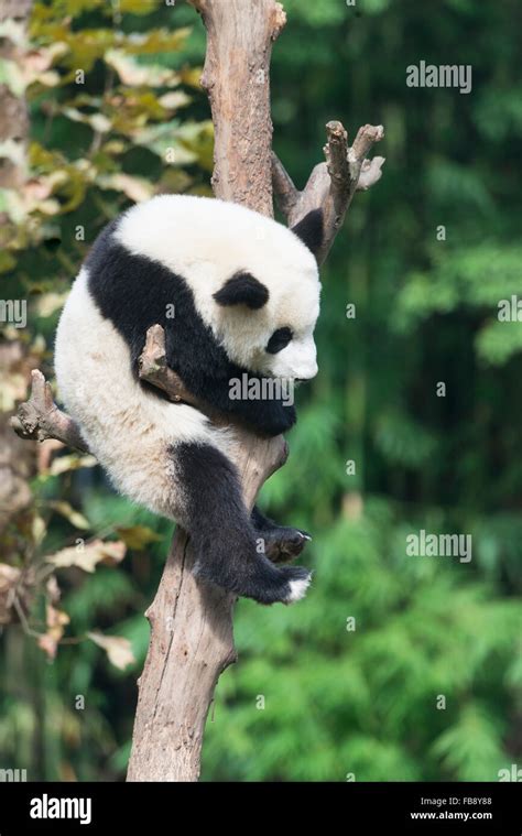 Im Alter Von Zwei Jahren Junge Großer Panda Ailuropoda Melanoleuca