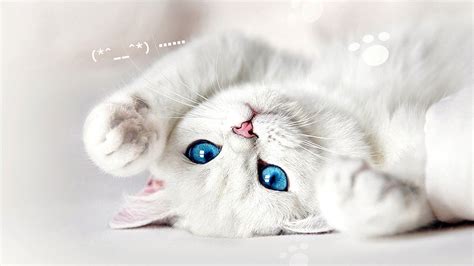 White Cat Wallpapers Top Free White Cat Backgrounds Wallpaperaccess