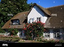 Thatched old Frisian house in Keitum, Sylt Island Stock Photo, Royalty ...